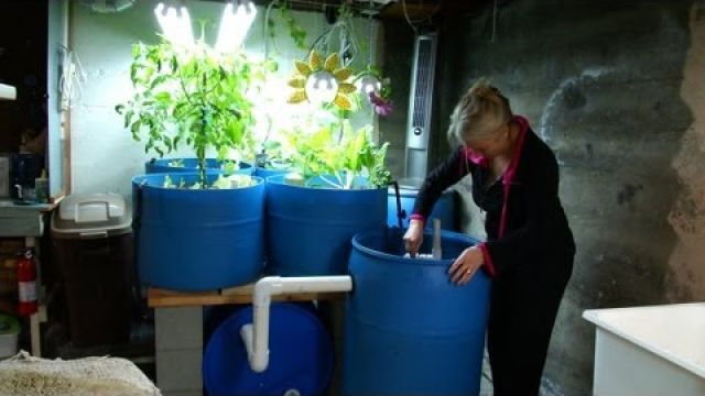 Small Scale Aquaponics