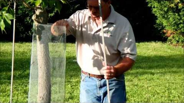 Installing deer protection on young trees