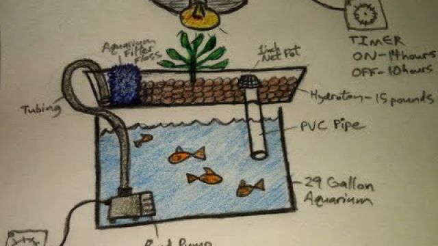 Aquaponics for Dummies - The Easiest DIY Indoor Aquaponic System