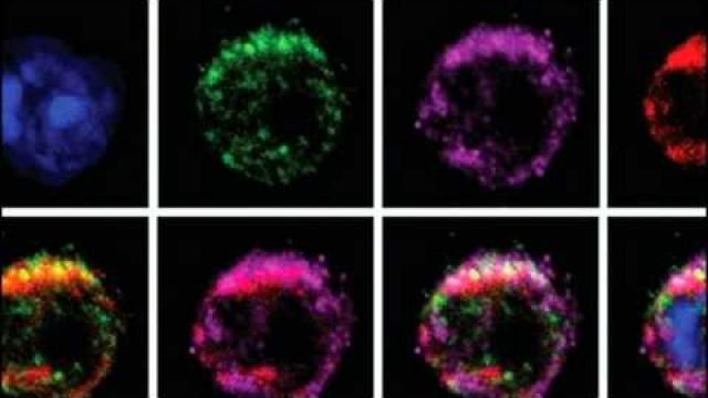 Game Changer! Scientists Find Key to 'Turbo-Charging' Immune System to Fight Cancer