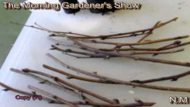 9 EASY TIPS On How To GROW FRUITS From CUTTINGS FAST.