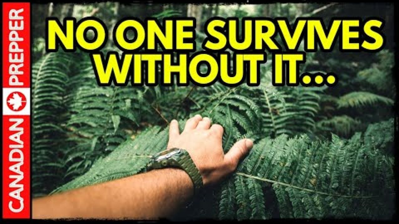 95% Don't Have This and Are Walking Dead