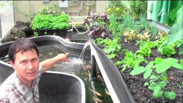 What is Aquaponics? How it Works & Why an Aquaponic Setup Can Fail