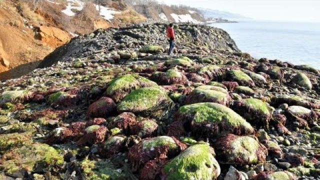 WOW! Japan Just Got Bigger As Land Rises Out Sea - Expanding Earth?