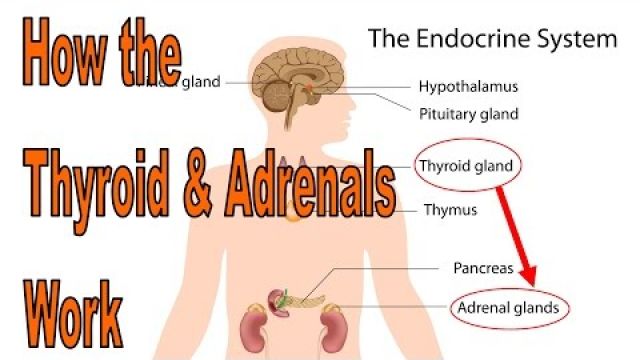 How to heal your thyroid and adrenals